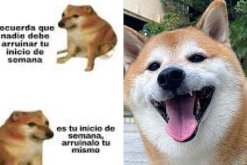 ¡Qué triste! Muere Cheems, el perrito de los memes